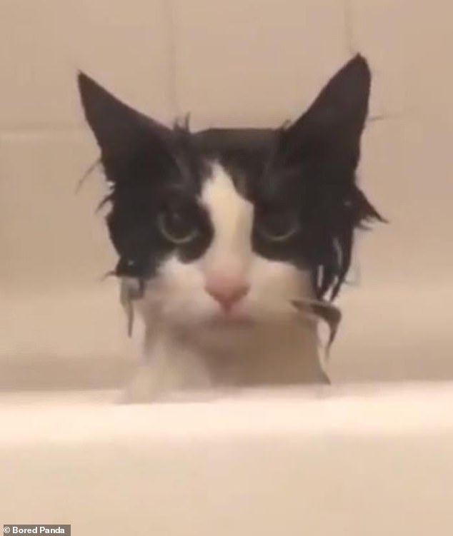 And it looks like this little guy may have made a bathing mistake: he looks all disheveled and not very happy after being submerged in the water.