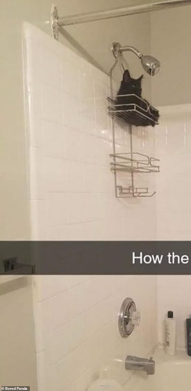 Can you see the cat in this bathroom?  And can you even imagine how he got there?