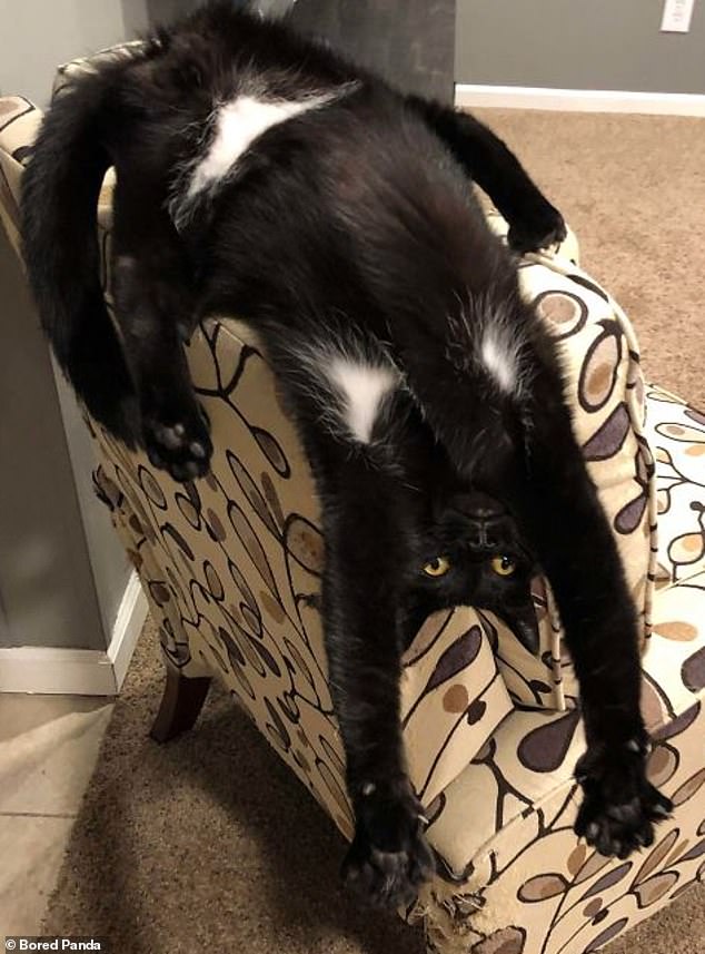 Why just sit on a seat when you can hang uncomfortably off the end of it?  Even this cat doesn't seem to enjoy the pose.