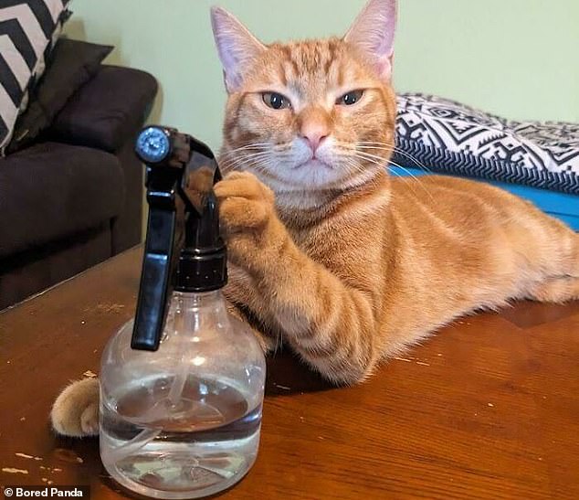 Some say cats are evil genies, and with his angry look and paw in a spray bottle, that might be the case when it comes to this clever moggie.