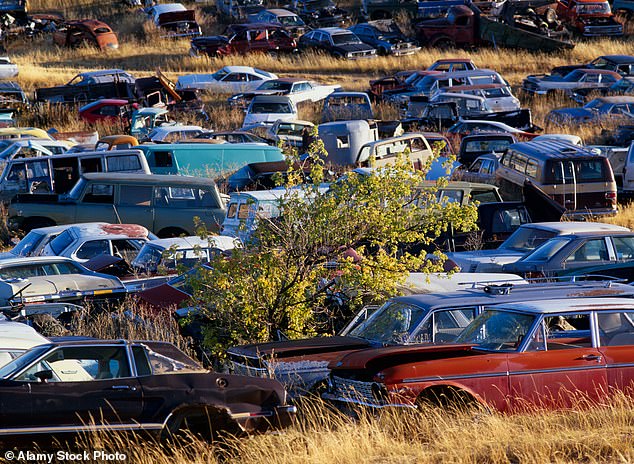 The trees were already growing between the abandoned cars when they were photographed in 2012.