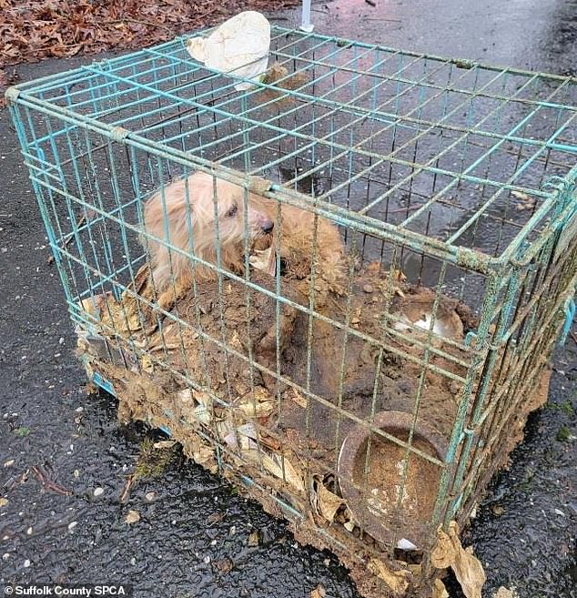 The cruel woman had trapped the distressed dogs in cages filled with feces and urine throughout her house of horrors.