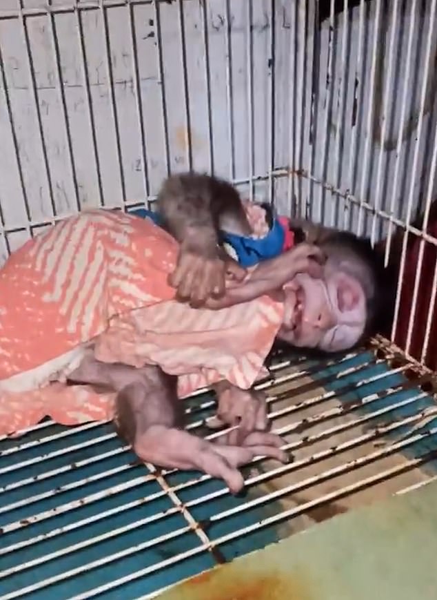 Tortured monkey lies in dirty cage while dressed in human clothing for online content (taken from YouTube)