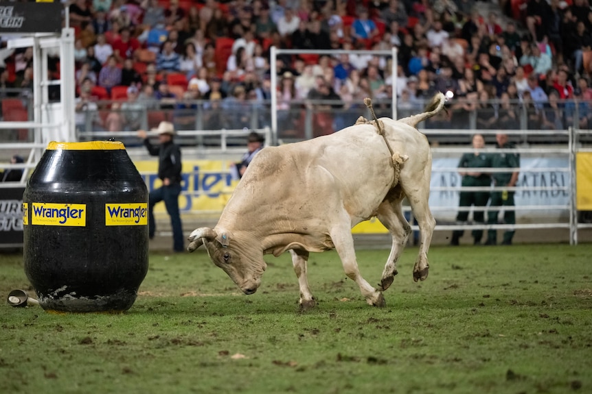 Bull charging into a barrel in the rodeo arena