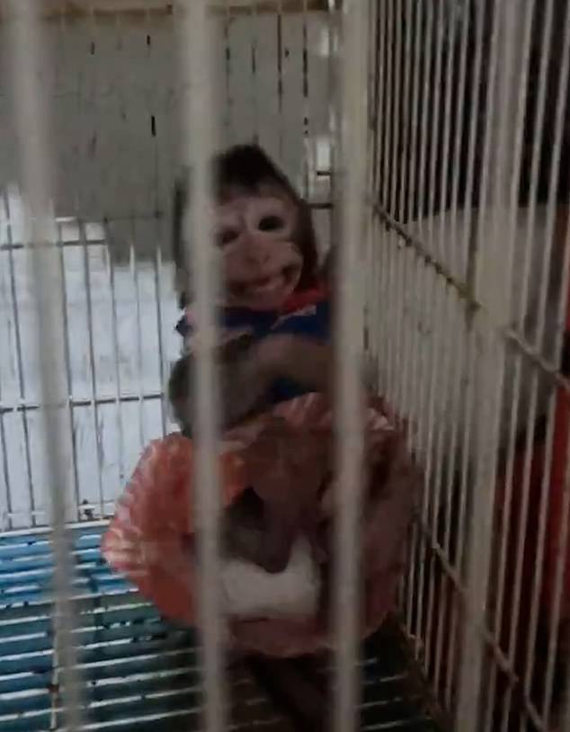 Horrifying videos show baby monkeys dressed in human clothing while trapped in cages