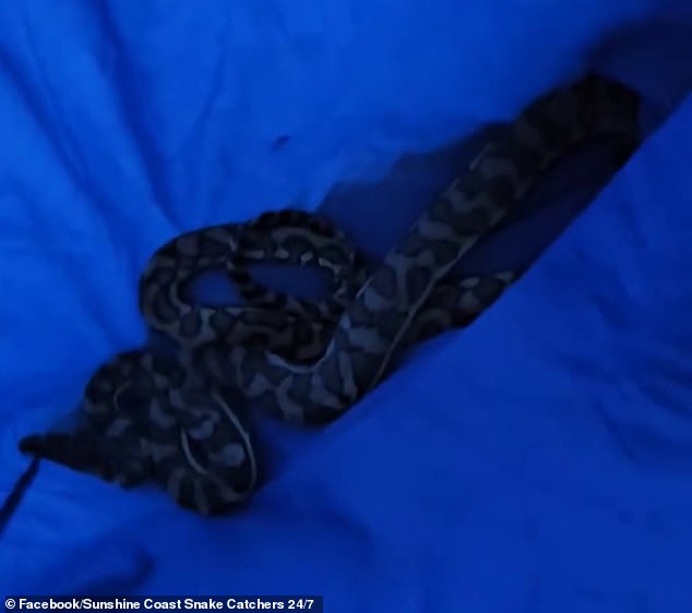 After being caught by a snake keeper, the carpet python was released into a thicket.