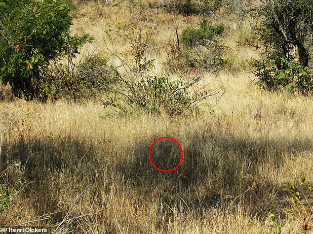 Henri Olckers, 36, from South Africa, was visiting the world-famous national park when he spotted the 'hidden leopard'.