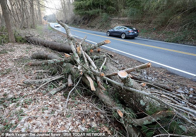 He was less than half a mile from his house when uncontrollable 50 mph wind gusts toppled the tree.