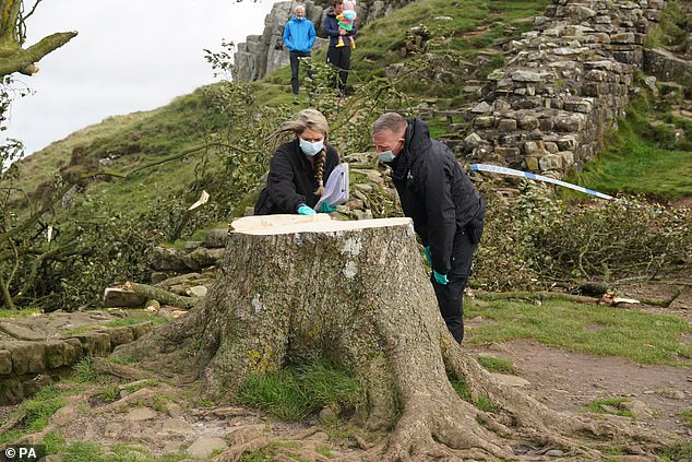 Northumbria Police forensic investigators examine the Sycamore Gap tree after it was felled last year.