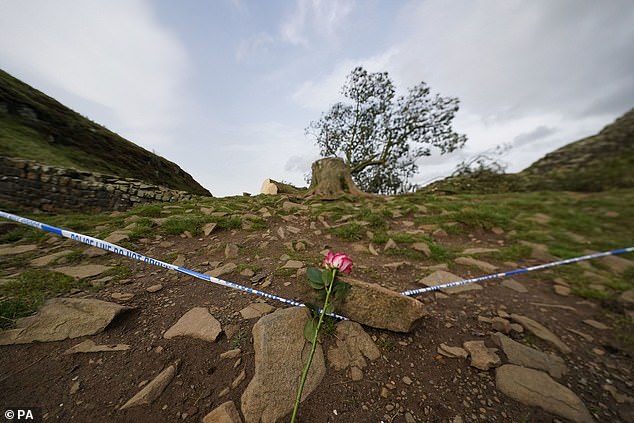 A single flower laid by a heartbroken visitor paying tribute to the fallen sycamore