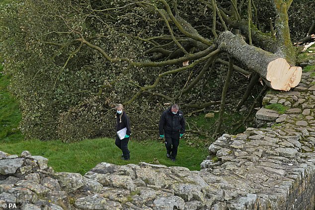 Forensic investigators from Northumbria Police examine the scene of the cruel felling the following day.