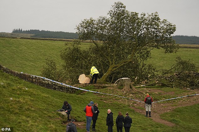 Shocked and saddened locals gathered around the felled tree the morning after it was felled.