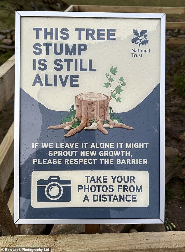 A sign next to the stump that was brutally felled in September last year says the tree is still alive and asks visitors to be respectful of the stump.