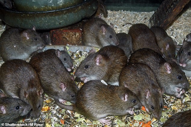 1712536665 761 Scientists studying rats preserved mummified in tar say they are