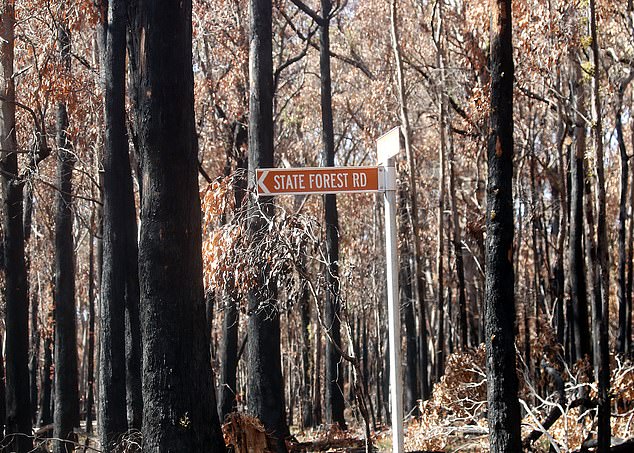 Police found the body of a 23-year-old woman in a burn accident on State Forest Road (pictured) on Friday.