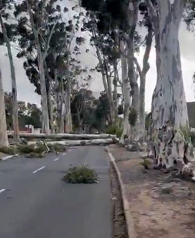 Fallen trees seen blocking road in storm-hit South Africa