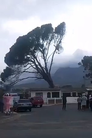 A tree is blown down by strong winds in South Africa