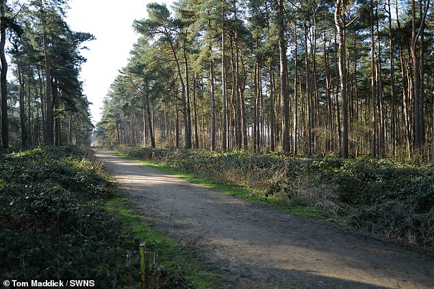 Kyra was standing next to the van's front passenger door, which was open, when one of the huskies jumped into the cabin and exited the vehicle before savagely attacking her (pictured: Ostler's Plantation, a forest in Lincolnshire, where incident took place).