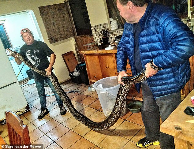 It took two men to deal with the huge beast that snuck into Sharon's house after she left the door open overnight.
