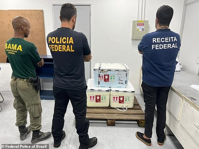 Federal agents seized three polystyrene boxes containing 12 live stingrays that a lawyer was transporting from Manaus to São Paulo, where they would be distributed in establishments specialized in animals raised in aquariums.
