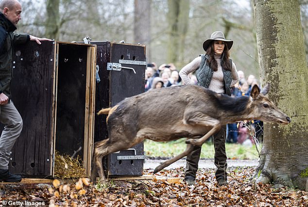 The Danish queen helped release two deer into the forest and stopped to chat with fans.