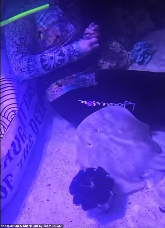 In a video posted on the ECCO team Facebook page, Charlotte is shown being fed by a diver in the aquarium.  Aquarium staff assured the public that she and the developing babies are healthy.