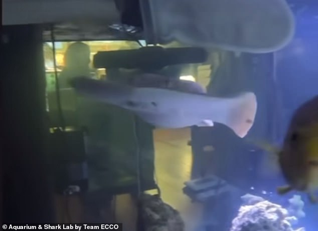 Charlotte the pregnant virgin stingray can be seen swimming around her tank in this image from the aquarium's latest update.