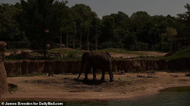 Not everyone was fazed as the elephants remained calm even when total darkness fell.