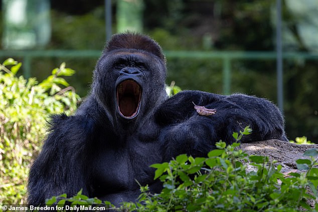 Western lowland gorillas simply yawned and stretched as the sky darkened