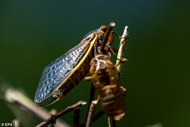 Two different broods of cicadas will emerge this year in more than a dozen states, mating and laying millions more eggs. Pictured: an adult Brood X periodical cicada