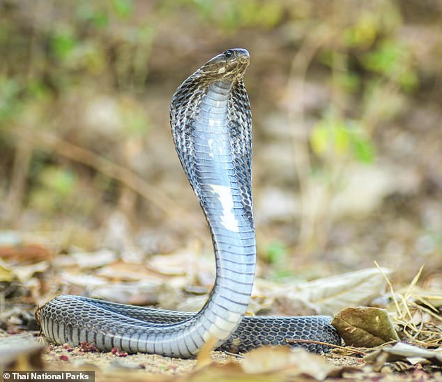 Pictured: An archive photograph of an Indochinese spitting cobra, the same species that bit Marius Joubert after he purposely put his hand into a tank.