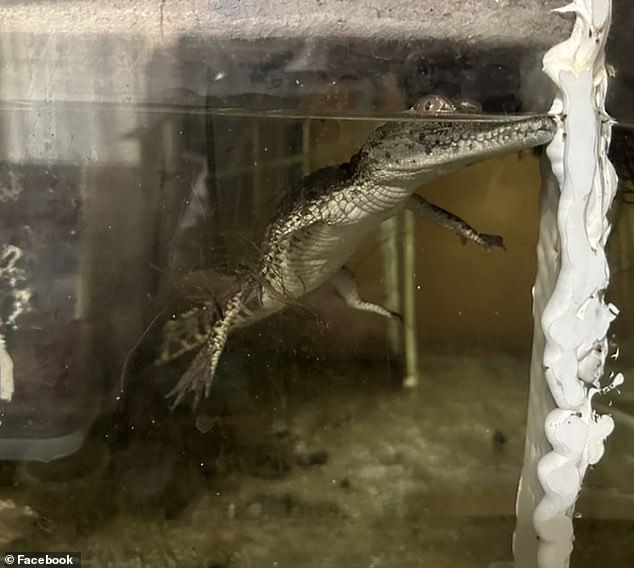 Two-foot juvenile Nile crocodile found in Marius Joubert's home