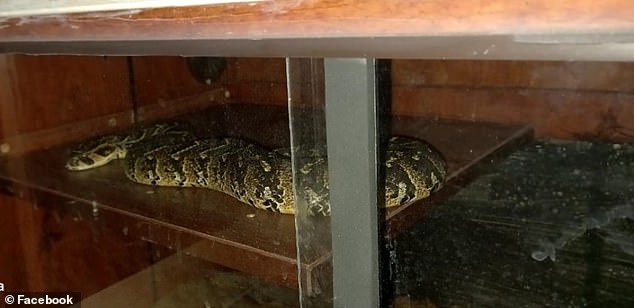 South African viper rescued from Marius Joubert's illegal snake collection