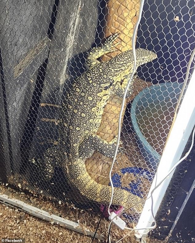 A water monitor rescued from the house where Marius Joubert was bitten by a snake