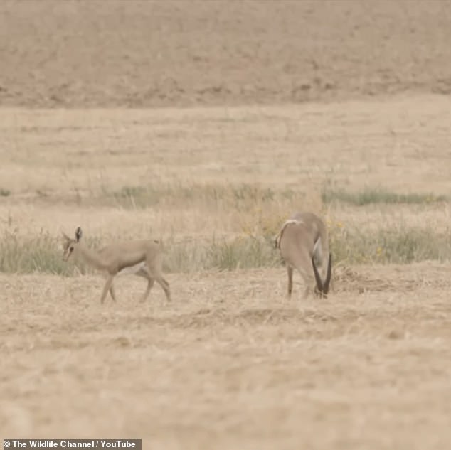 The six-legged gazelle (right) had also found a mate and now has an offspring, which was captured by the IDF reservist.