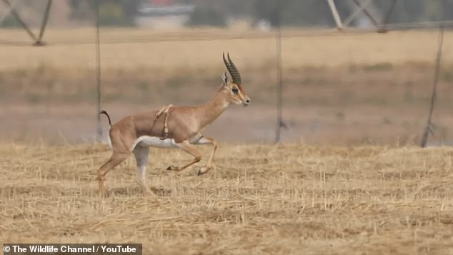 The animal was the first gazelle known to have this hereditary condition in the Middle East.