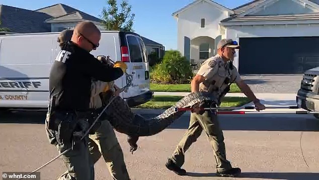 Two Sarasota County sheriff's deputies and three Florida Fish and Wildlife Conservation Commission agents cornered the animal and clamped its jaws shut.