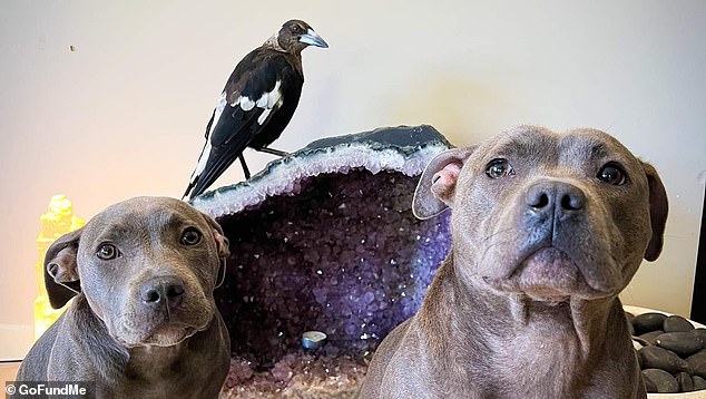 Wildlife authorities seized the Instagram-famous bird (pictured centre) over allegations the magpie was being held illegally on their Gold Coast property.
