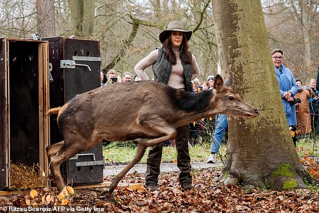 The Australian-born monarch helped release two deer into the forest and stopped to chat with fans at the event marking the expansion of the Jægersborg Hegn nature reserve.