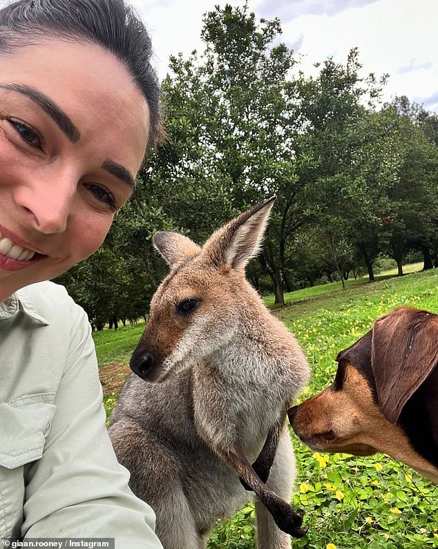 Rooney and her family have been caring for the wallaby (pictured) since he appeared in front of their car last year and named him Wizz.