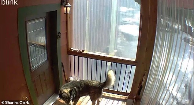Chief's owner also shared security camera footage showing the pack approaching his door after the fatal attack, trying to grab another dog that was still inside.