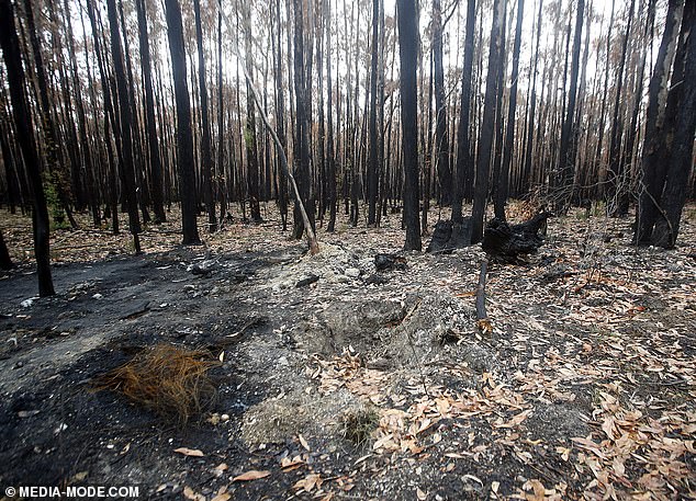 The lonely forest where Hannah McGuire's burned car was found