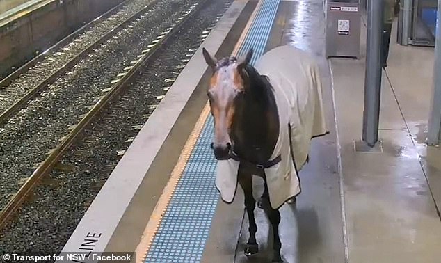 The horse (pictured) entered the platform after crossing the car park at the train station, in an attempt to escape the rain that hit Sydney last week.