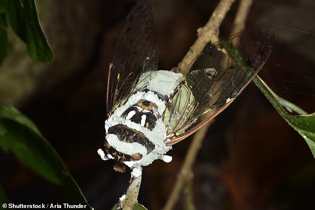The winged insects have fallen victim to a parasitic fungus, called Massopora cicadina, which devours the creature's abdomen, genitals and buttocks, replacing them with fungal spores.