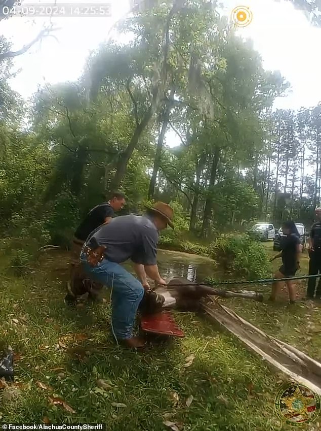 The horse, named Dakota, is reportedly 15 years old and appeared exhausted when he was found. A video shared by the Alachua County Sheriff's Office captures the harrowing moment, with firefighters holding the horse's head above the water as they remove it from the pond.
