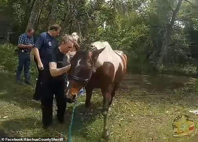 Other rescuers can be seen gently stroking the horse on the head and back, trying to comfort it and help it calm down.
