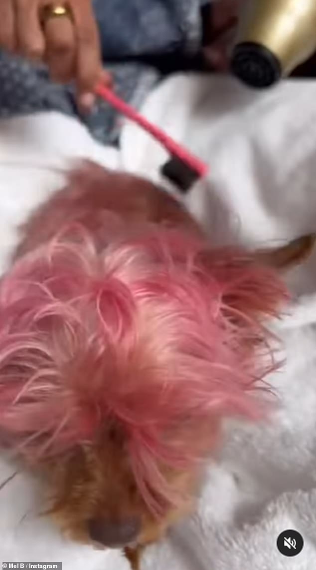 The Spice Girl, 48, came under fire on Instagram on Thursday after she uploaded a video of herself drying Cookie's newly dyed pink coat with a hairdryer.