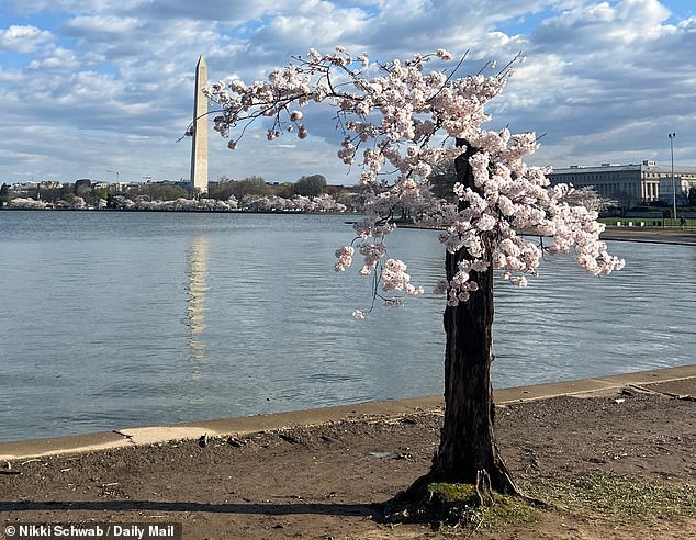 During this year's peak cherry blossom season, crowds of locals and tourists alike headed to the Tidal Basin to pay tribute to one doomed tree in particular, affably known as 'Stumpy' (pictured).