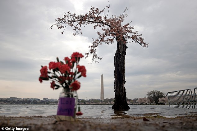 Flowers have been left to pay tribute to 'Stumpy,' which will be cut down in May as part of the National Park Service's seawall restoration project around the Tidal Basin in Washington, DC.