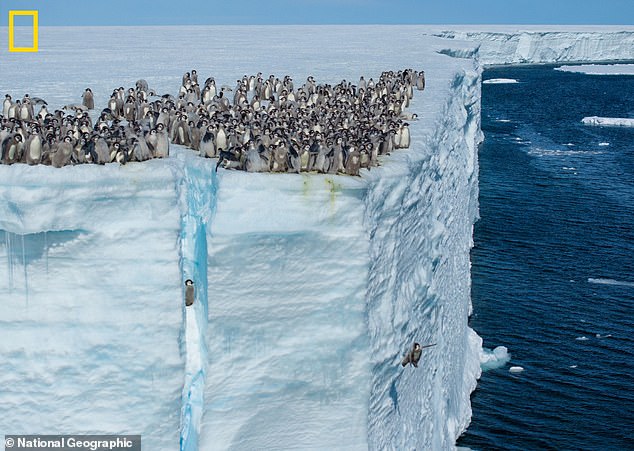 A National Geographic film crew was visiting Atka Bay on the Ekstrom Ice Shelf when they saw approximately 700 emperor penguin chicks gathered on the edge of a cliff.